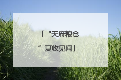 “天府粮仓”夏收见闻