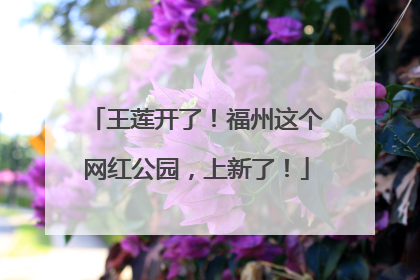 王莲开了！福州这个网红公园，上新了！