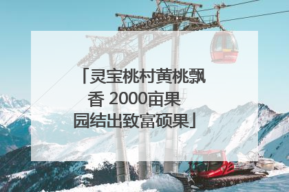 灵宝桃村黄桃飘香 2000亩果园结出致富硕果