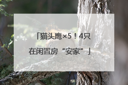 猫头鹰×5！4只在闲置房“安家”