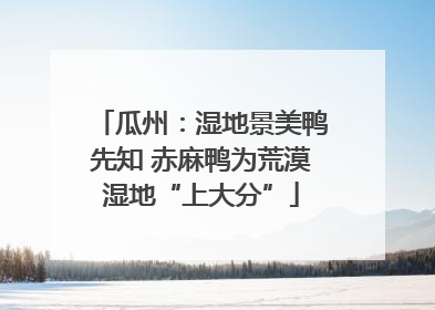 瓜州：湿地景美鸭先知 赤麻鸭为荒漠湿地“上大分”