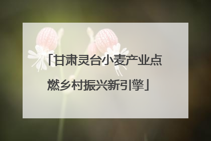 甘肃灵台小麦产业点燃乡村振兴新引擎
