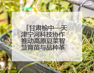 甘肃榆中—天津宁河科技协作推动高原夏菜智慧育苗与品种革新工程