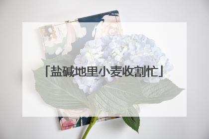 盐碱地里小麦收割忙