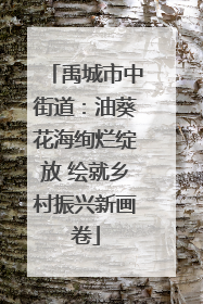 禹城市中街道：油葵花海绚烂绽放 绘就乡村振兴新画卷