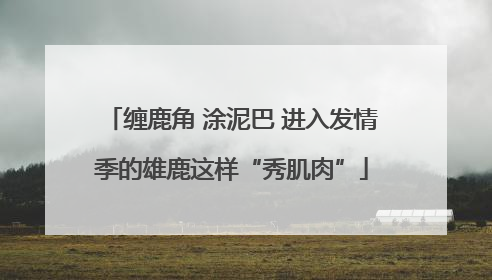缠鹿角 涂泥巴 进入发情季的雄鹿这样“秀肌肉”