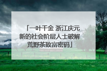 一叶千金 浙江庆元新的社会阶层人士破解荒野茶致富密码