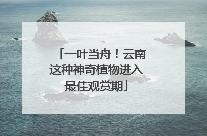 一叶当舟！云南这种神奇植物进入最佳观赏期