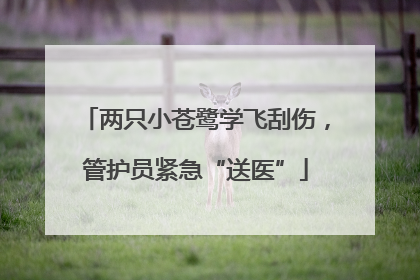 两只小苍鹭学飞刮伤，管护员紧急“送医”