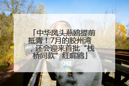 中华凤头燕鸥提前抵青！7月的胶州湾，还会迎来首批“栈桥同款”红嘴鸥
