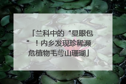 兰科中的“显眼包”！内乡发现珍稀濒危植物毛萼山珊瑚