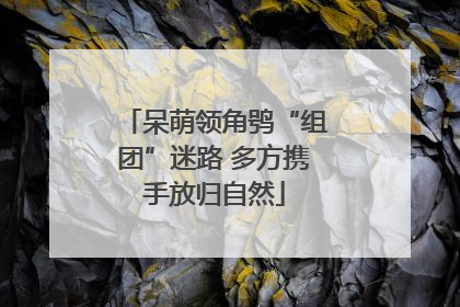 呆萌领角鸮“组团”迷路 多方携手放归自然