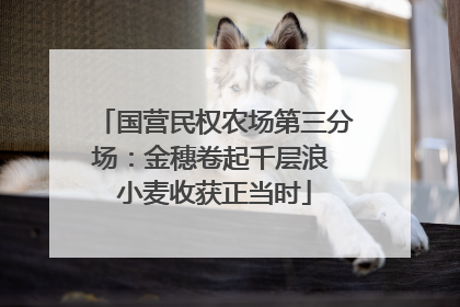 国营民权农场第三分场：金穗卷起千层浪 小麦收获正当时