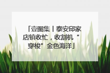 壹图集丨泰安邱家店镇收忙，收割机“穿梭”金色海洋
