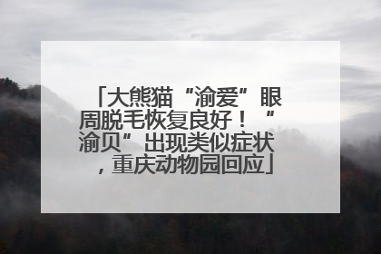 大熊猫“渝爱”眼周脱毛恢复良好！“渝贝”出现类似症状，重庆动物园回应