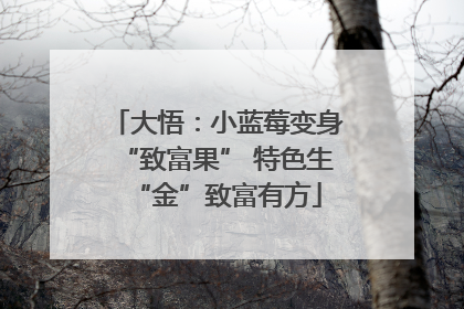 大悟：小蓝莓变身“致富果” 特色生“金”致富有方