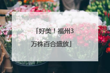 好美！福州3万株百合盛放
