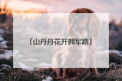 山丹丹花开拥军路