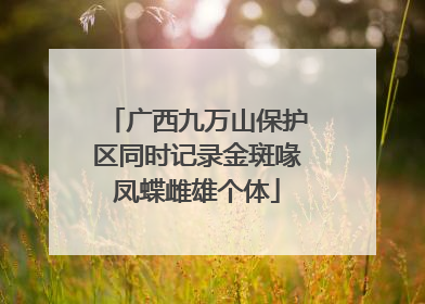 广西九万山保护区同时记录金斑喙凤蝶雌雄个体