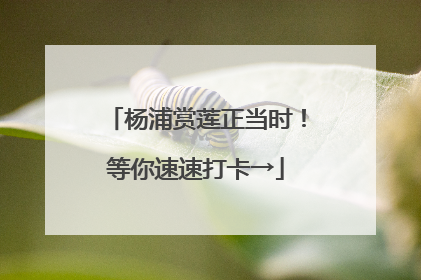 杨浦赏莲正当时！等你速速打卡→