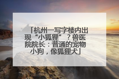 杭州一写字楼内出现“小狐狸”？兽医院院长：普通的宠物小狗，像狐狸犬