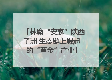 林麝“安家”陕西子洲 生态链上崛起的“黄金”产业