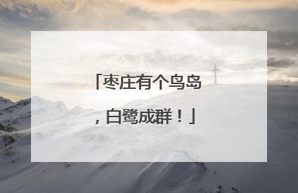 枣庄有个鸟岛，白鹭成群！