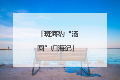 斑海豹“汤圆”归海记
