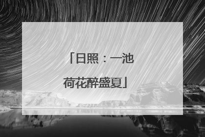 日照：一池荷花醉盛夏