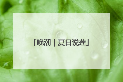 晚潮｜夏日说莲