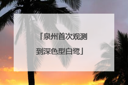 泉州首次观测到深色型白鹭