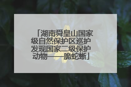 湖南舜皇山国家级自然保护区巡护发现国家二级保护动物——脆蛇蜥