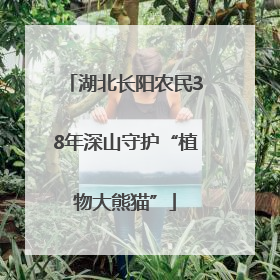 湖北长阳农民38年深山守护“植物大熊猫”