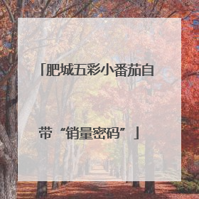 肥城五彩小番茄自带“销量密码”