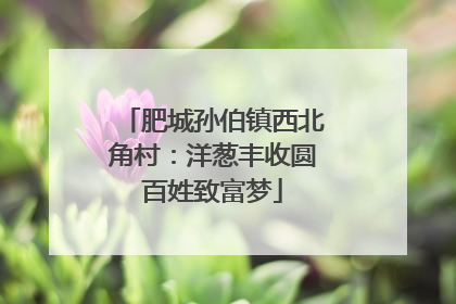 肥城孙伯镇西北角村：洋葱丰收圆百姓致富梦