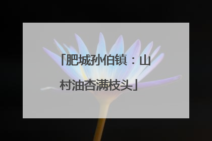 肥城孙伯镇：山村油杏满枝头