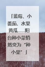 蓝莓、小番茄、水果黄瓜……阳台种小菜悄然变为“种小果”