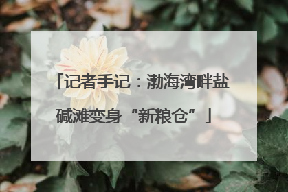 记者手记：渤海湾畔盐碱滩变身“新粮仓”