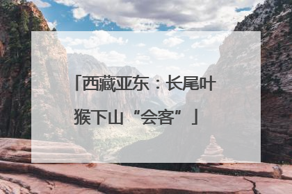 西藏亚东：长尾叶猴下山“会客”