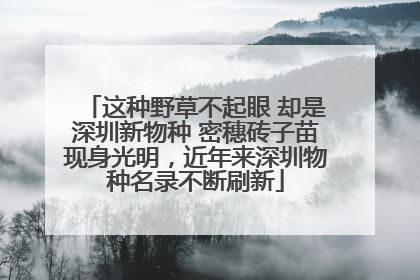 这种野草不起眼 却是深圳新物种 密穗砖子苗现身光明，近年来深圳物种名录不断刷新