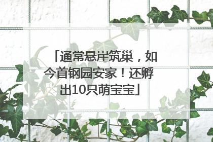 通常悬崖筑巢，如今首钢园安家！还孵出10只萌宝宝