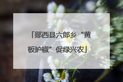 郧西县六郎乡“黄板护椒”促绿兴农
