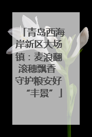 青岛西海岸新区大场镇：麦浪翻滚穗飘香 守护粮安好“丰景”