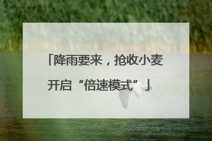 降雨要来，抢收小麦开启“倍速模式”