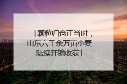 颗粒归仓正当时，山东六千余万亩小麦陆续开镰收获