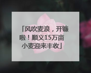 风吹麦浪，开镰啦！顺义15万亩小麦迎来丰收