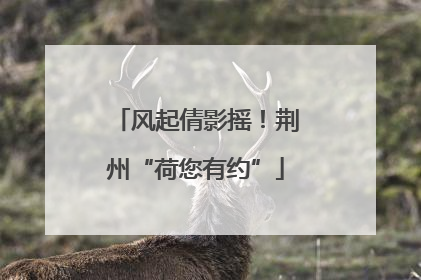 风起倩影摇！荆州“荷您有约”