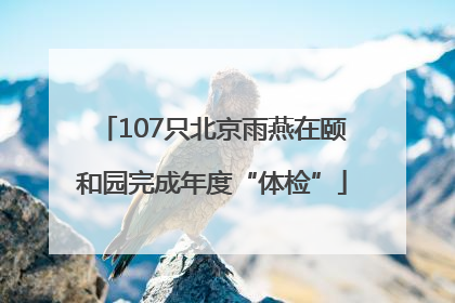 107只北京雨燕在颐和园完成年度“体检”